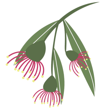 Eucalyptus branch
